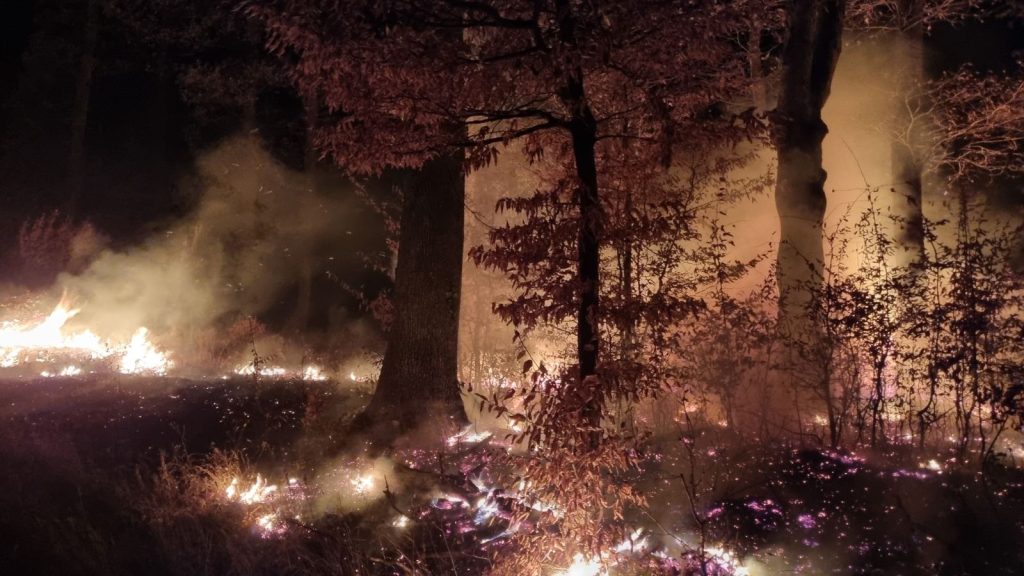 Климатът променя горите. Готови ли сме да променим начина, по който ги управляваме?